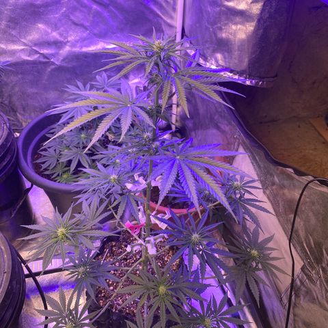 Super Boof growlog timeline photo