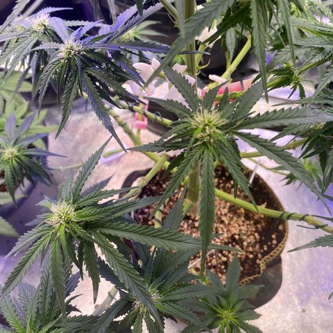 Frozen Face Auto  growlog timeline photo