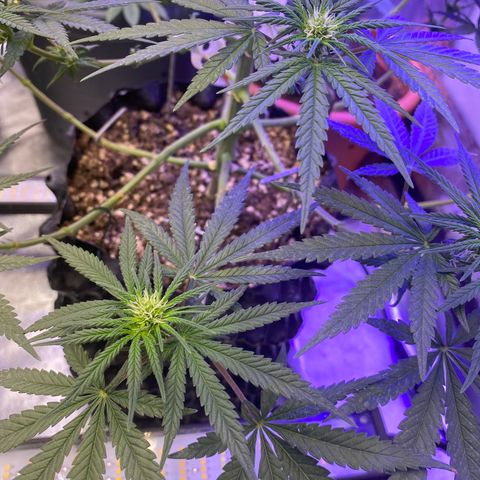 Super Boof growlog timeline photo