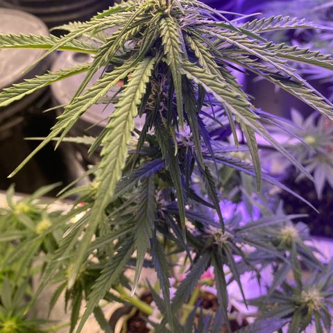 Frozen Face Auto  growlog timeline photo