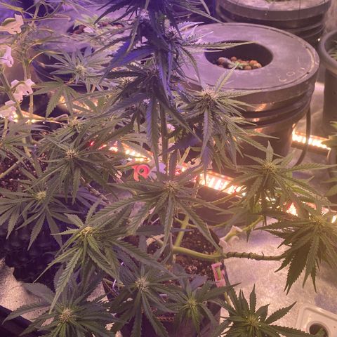 Frozen Face Auto  growlog timeline photo