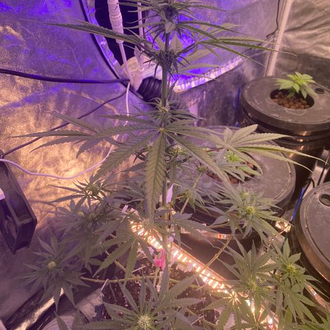 Super Boof growlog timeline photo