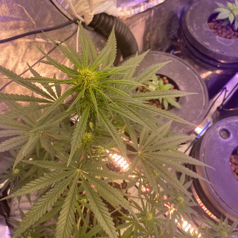 Super Boof growlog timeline photo