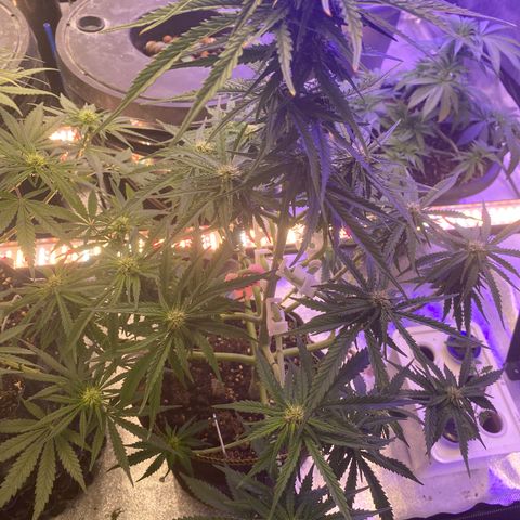 Frozen Face Auto  growlog timeline photo