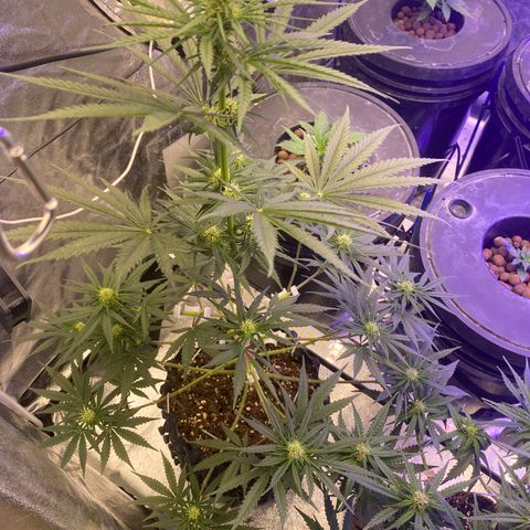 Super Boof growlog timeline photo