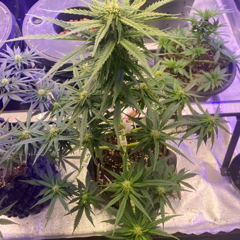 Frozen Face Auto  growlog timeline photo