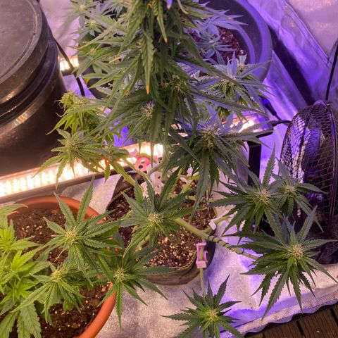 Frozen Face Auto  growlog timeline photo
