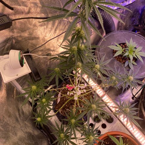 Super Boof growlog timeline photo