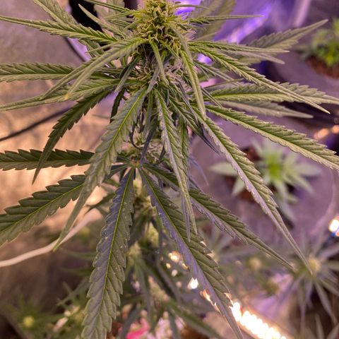 Super Boof growlog timeline photo