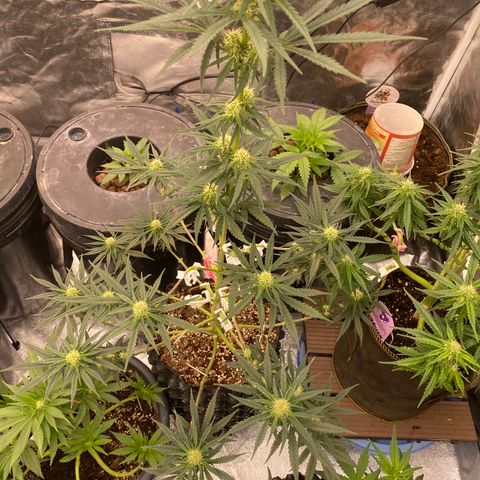 Super Boof growlog timeline photo