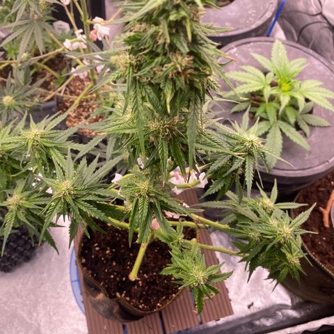 Frozen Face Auto  growlog timeline photo
