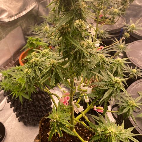 Frozen Face Auto  growlog timeline photo