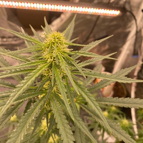 Super Boof growlog timeline photo