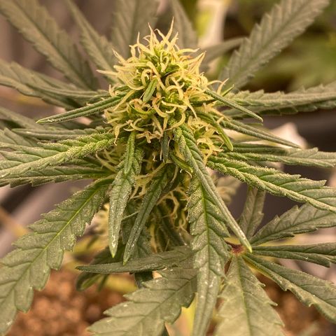 Super Boof growlog timeline photo