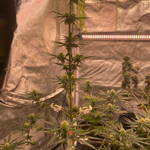 Super Boof growlog timeline photo