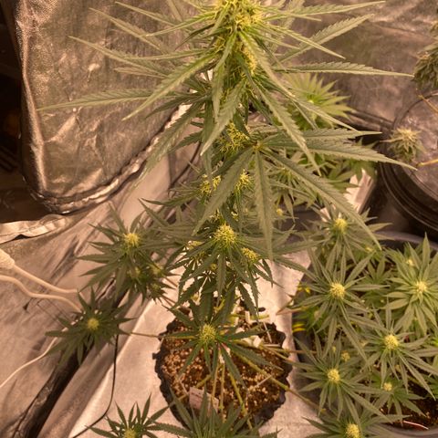 Super Boof growlog timeline photo