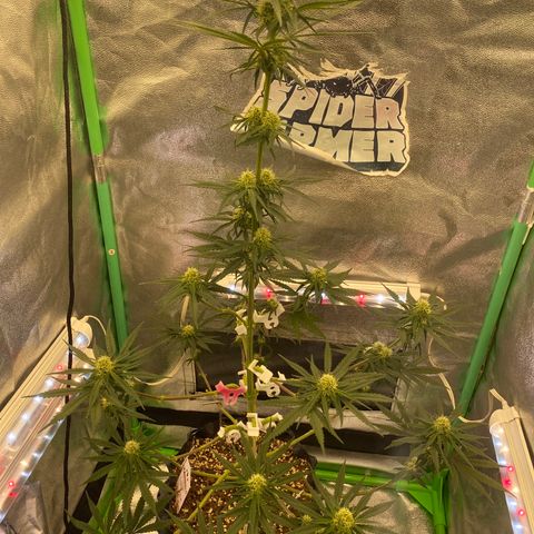 Super Boof growlog timeline photo