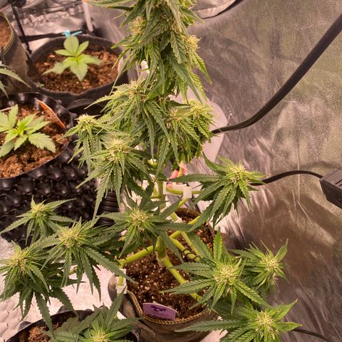 Frozen Face Auto  growlog timeline photo