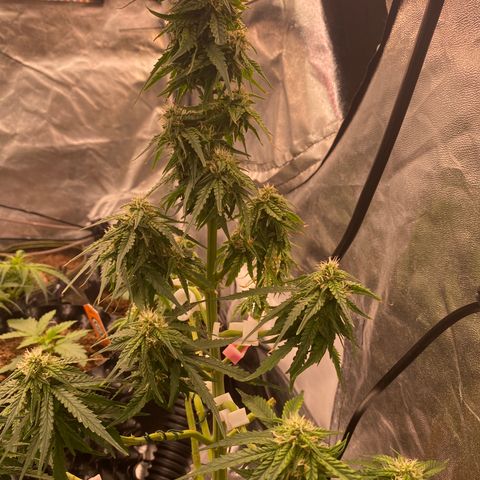Frozen Face Auto  growlog timeline photo