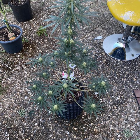 Super Boof growlog timeline photo