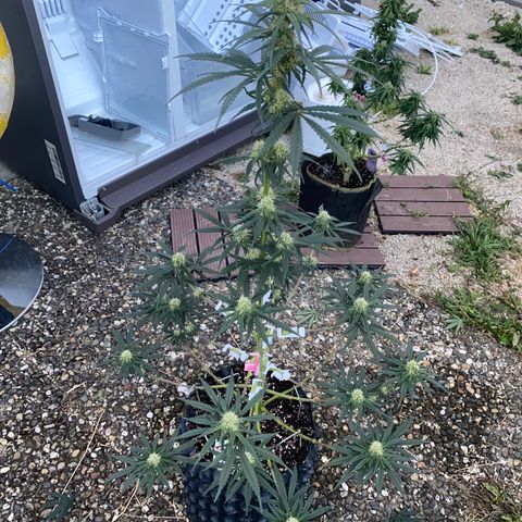 Super Boof growlog timeline photo