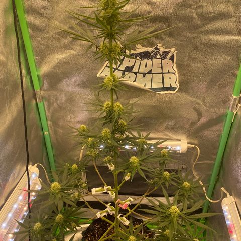 Super Boof growlog timeline photo