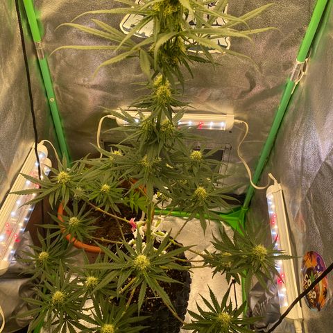 Super Boof growlog timeline photo