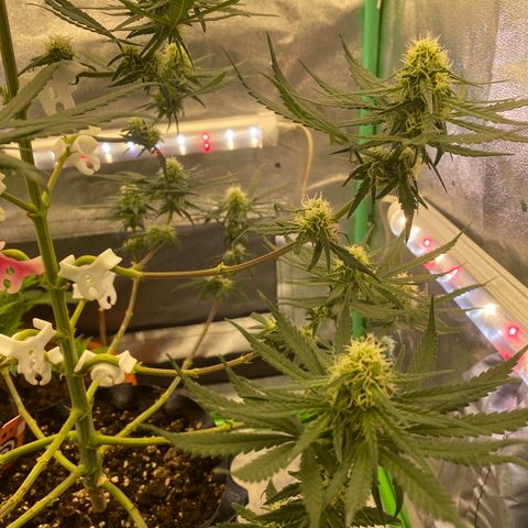 Super Boof growlog timeline photo