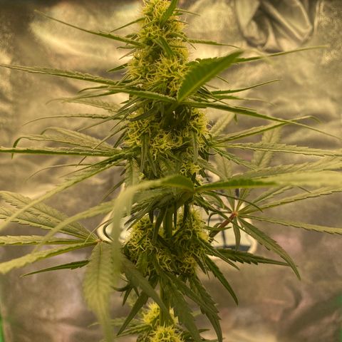 Super Boof growlog timeline photo