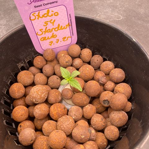 Studio 54 Stardust Auto growlog timeline photo