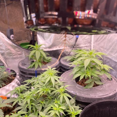 Studio 54 Stardust Auto growlog timeline photo