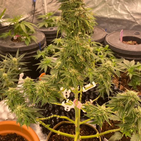 Frozen Face Auto  growlog timeline photo