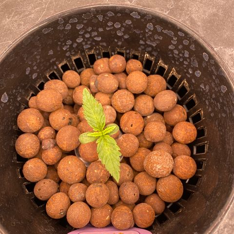 Studio 54 Stardust Auto growlog timeline photo