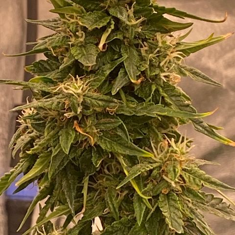 Frozen Face Auto  growlog timeline photo