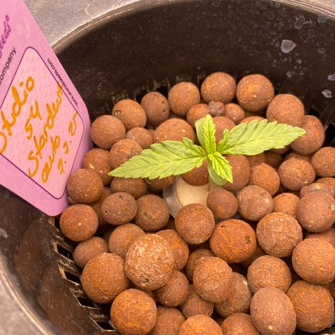 Studio 54 Stardust Auto growlog timeline photo