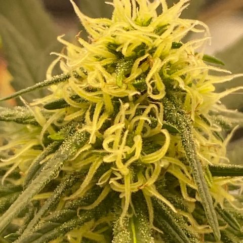 Super Boof growlog timeline photo