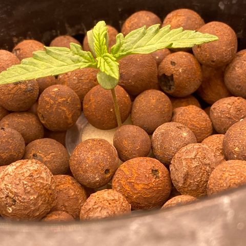 Studio 54 Stardust Auto growlog timeline photo
