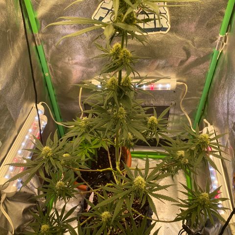 Super Boof growlog timeline photo