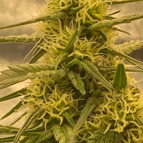Super Boof growlog timeline photo