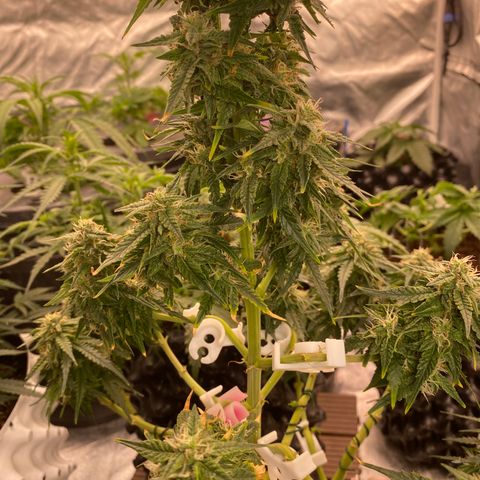 Frozen Face Auto  growlog timeline photo