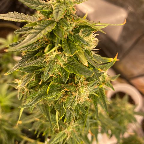 Frozen Face Auto  growlog timeline photo