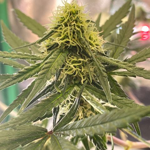 Super Boof growlog timeline photo