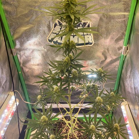 Super Boof growlog timeline photo