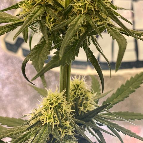 Super Boof growlog timeline photo