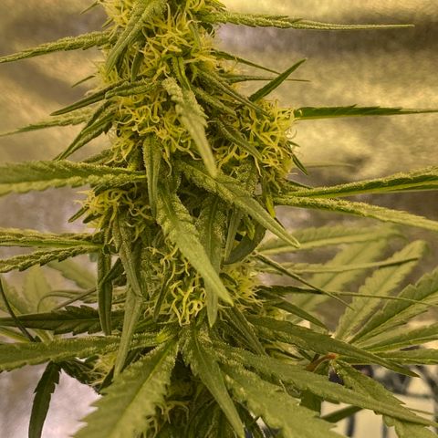 Super Boof growlog timeline photo