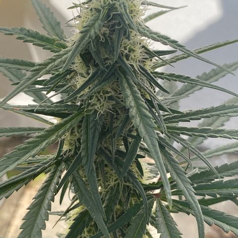 Super Boof growlog timeline photo