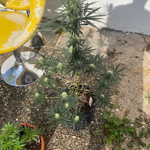 Super Boof growlog timeline photo
