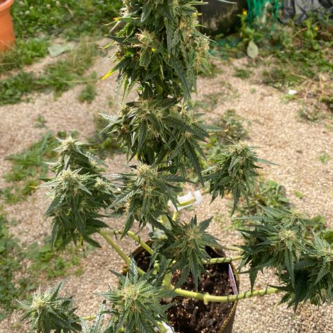 Frozen Face Auto  growlog timeline photo