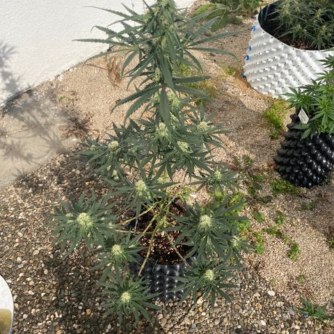 Super Boof growlog timeline photo