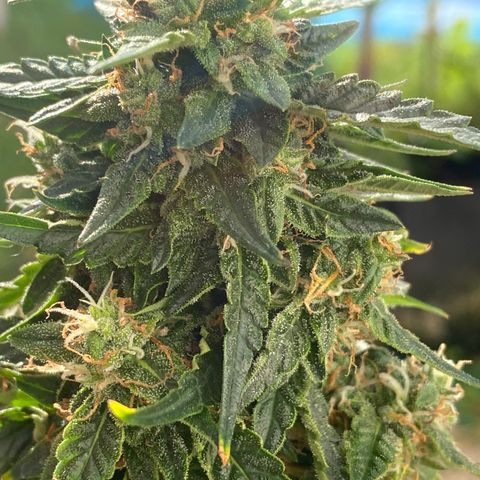 Frozen Face Auto  growlog timeline photo